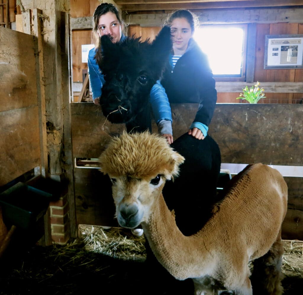 Island Alpaca Marthas Vineyard