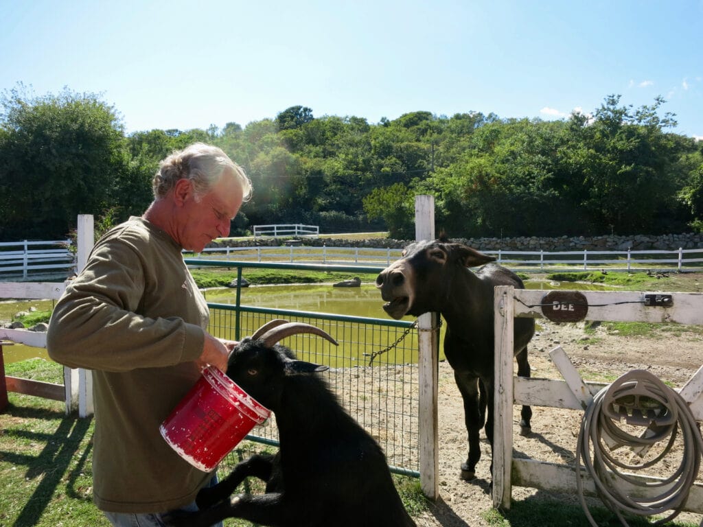 Animal rescuer, "Doc" Willis, at his farm, Beacon Hollow - just off the Greenway on Beacon Hill Rd., Block Island
