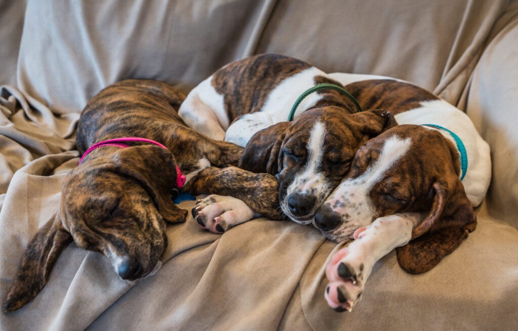 Puppies up for adoption at Best Friends Animal Sanctuary.