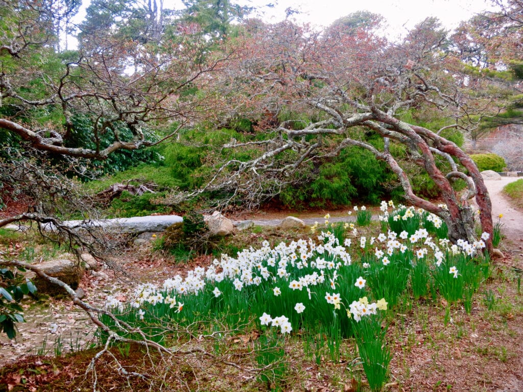 Mytoi Gardens Chappaquiddick MA