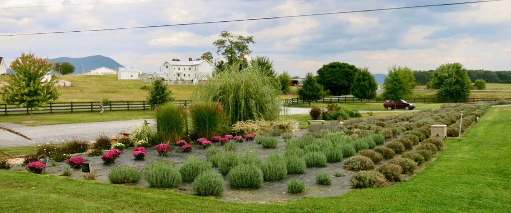 White Oak Lavender Farm VA