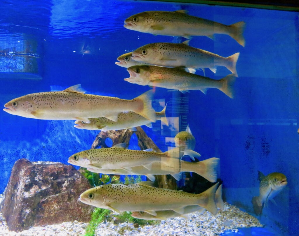 Salmon Tank, Woods Hole Science Aquarium, Woods Hole MA