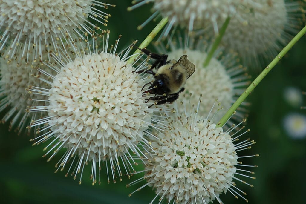 Bee at work on Buttonbush flowers