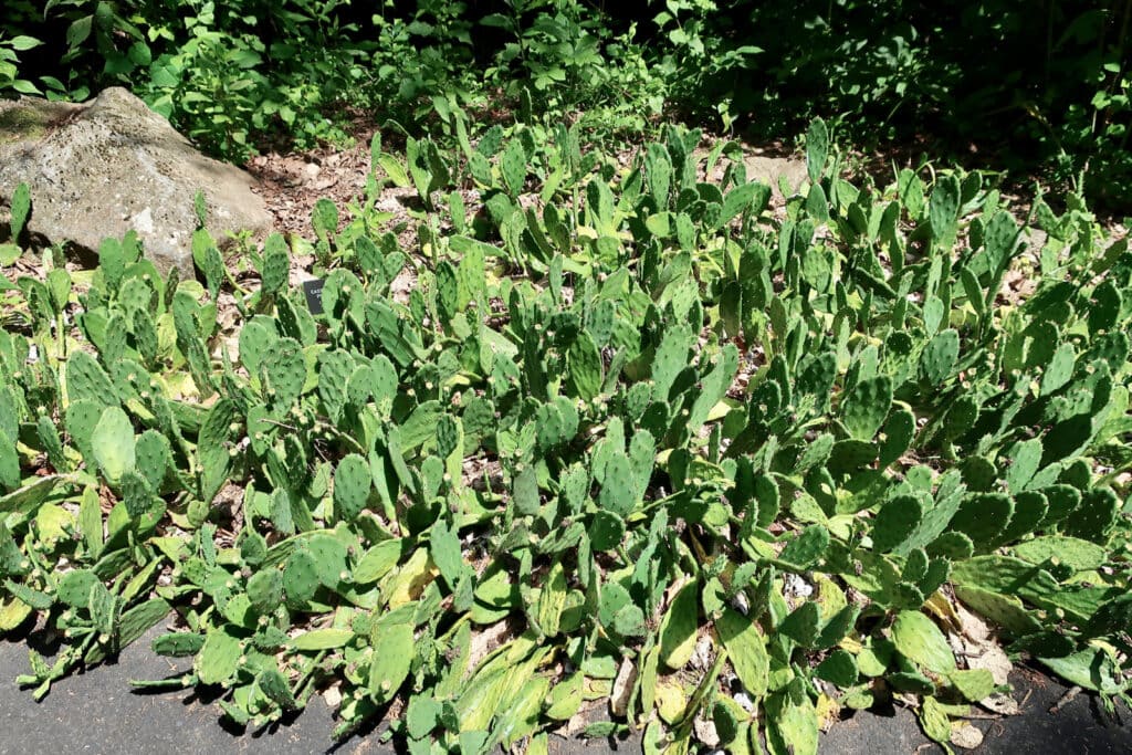 Eastern Prickly Pear Cactus Bucks County PA