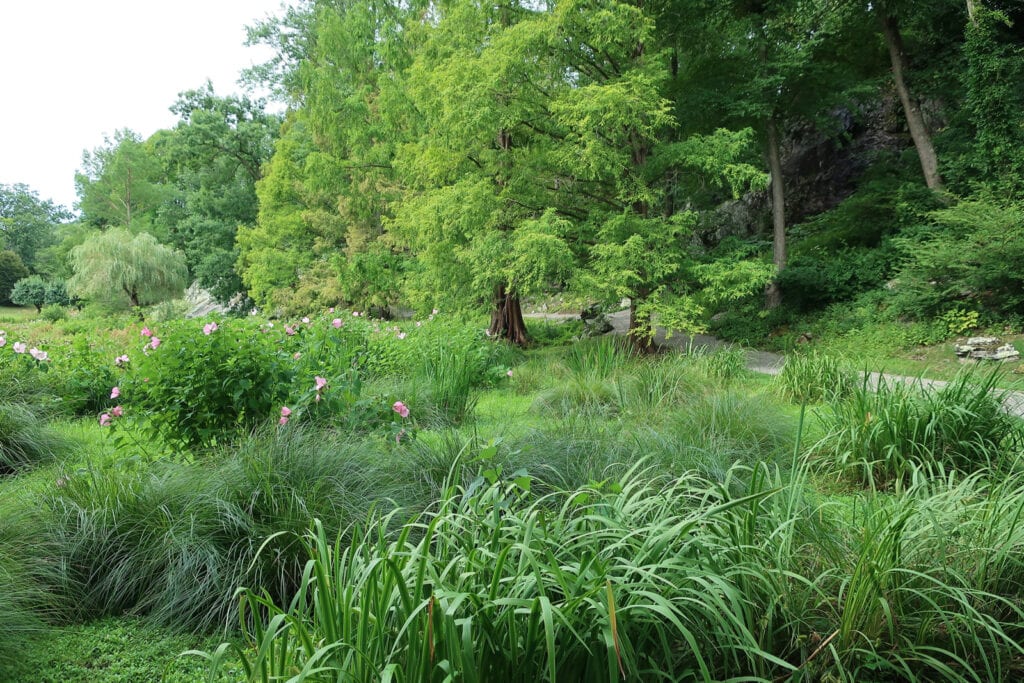 Bog grasses Innisfree Garden NY