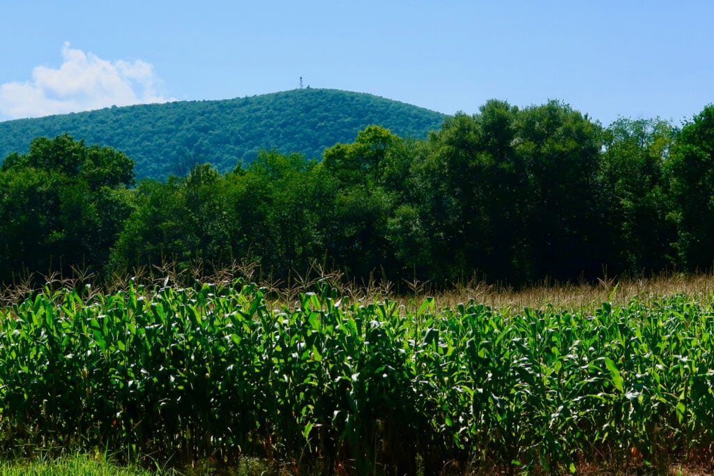 cornfield