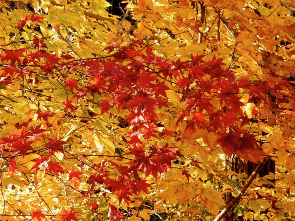 Connecticut tree in autumn, red and yellow leaves