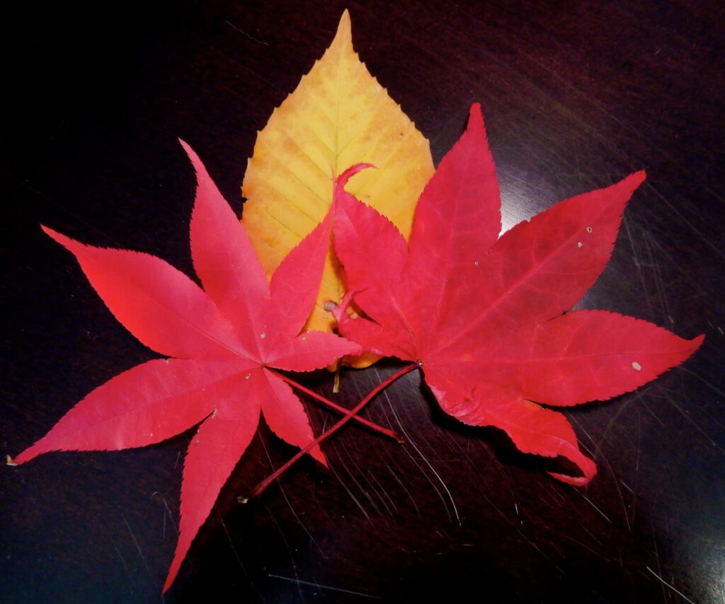 Red and Yellow Fall Leaves