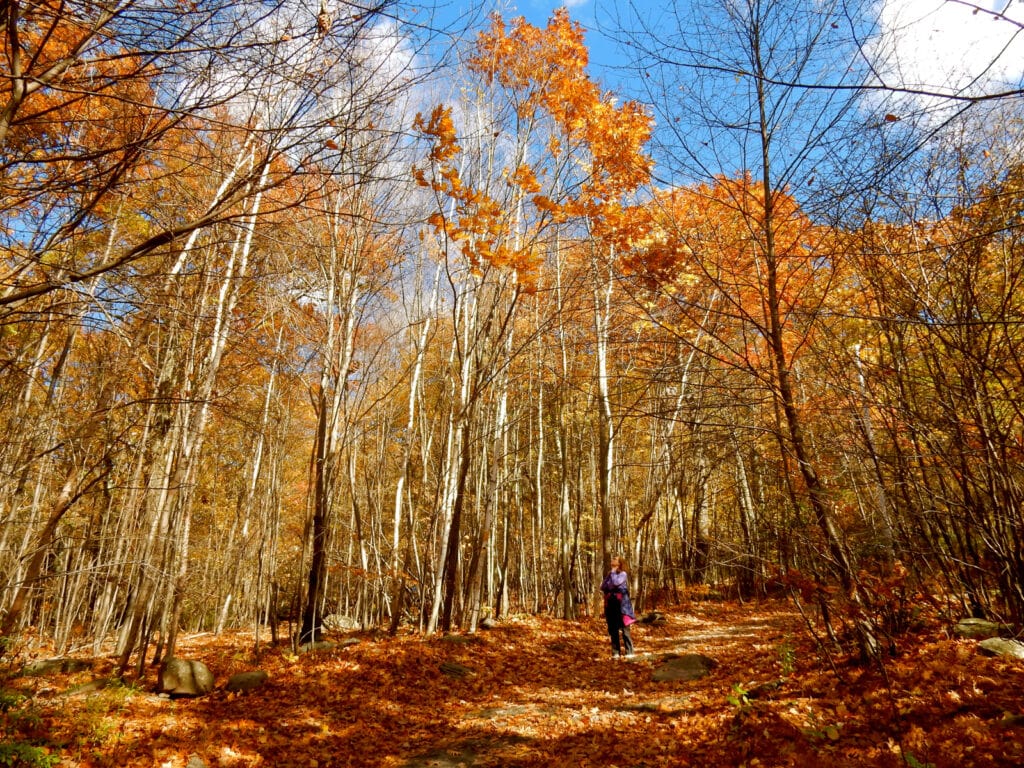 Catskills NY Fall Foliage