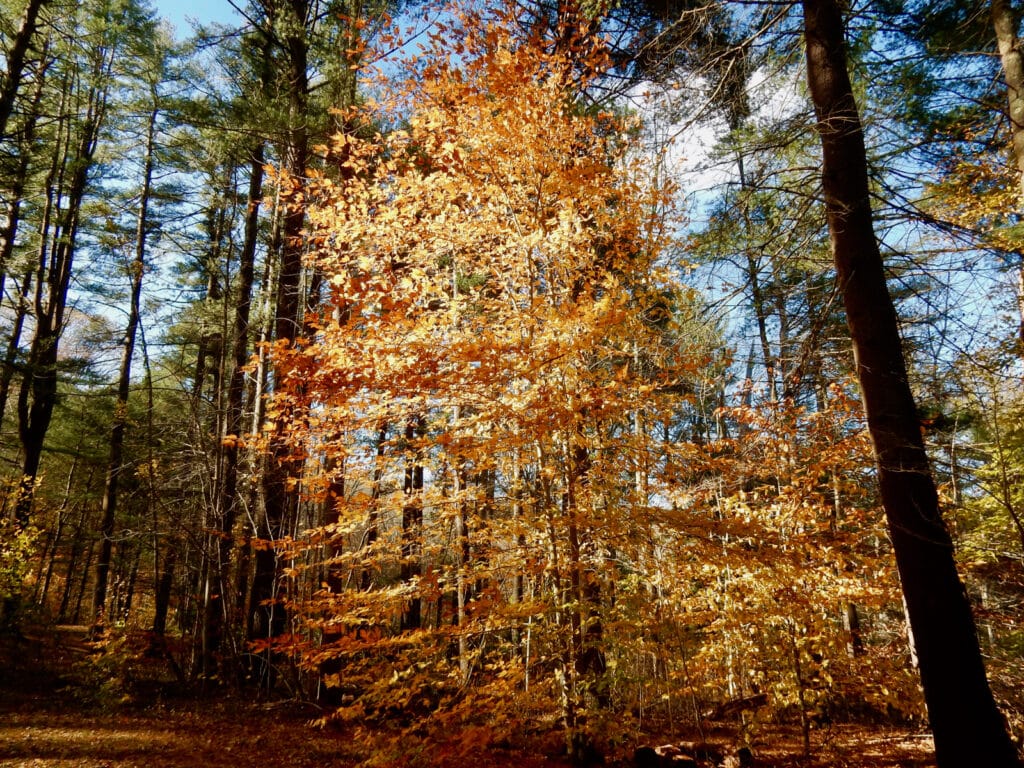Chatfield Hollow State Park CT in fall foliage