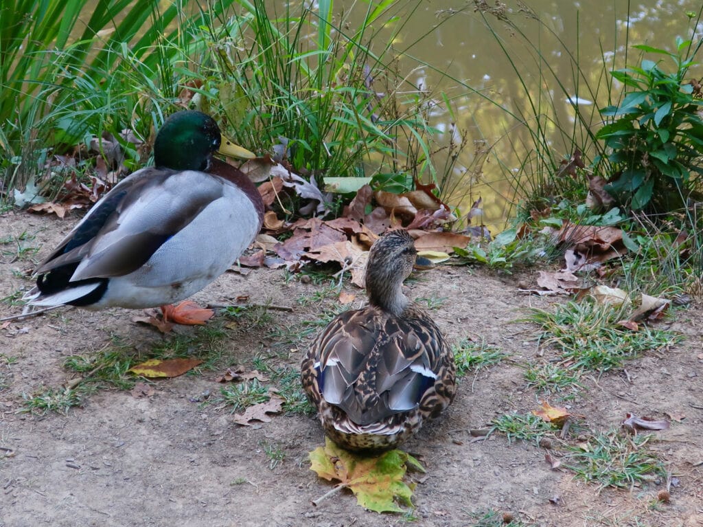 Mallard-pair-Edith-Carrier-Arboretum-Harrisonburg-VA