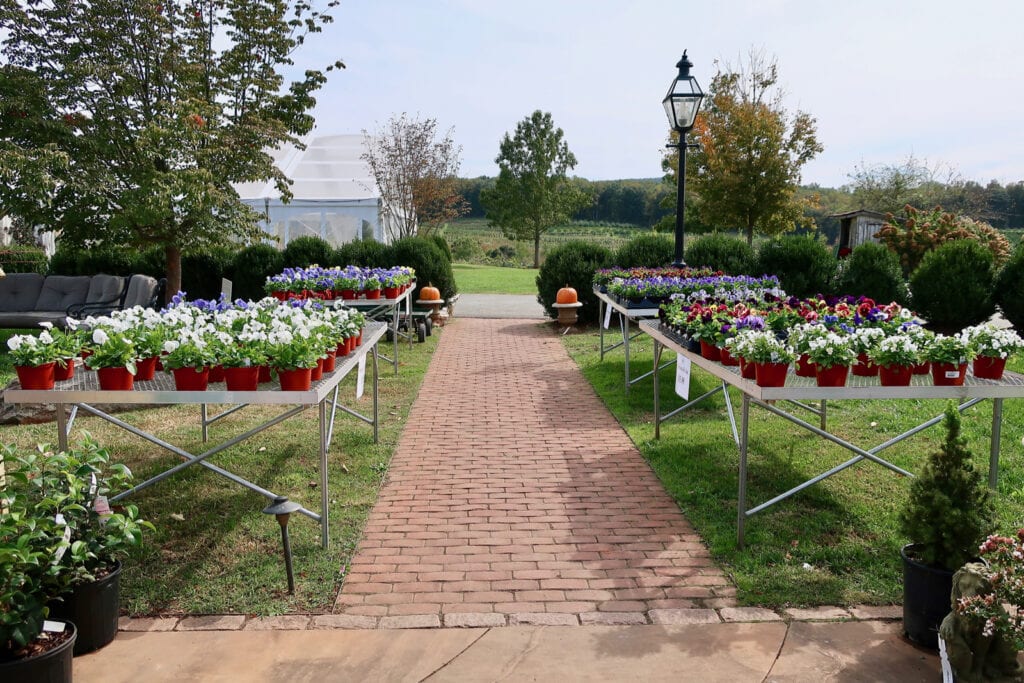 Market-at-Grelen-potted-flowers-VA