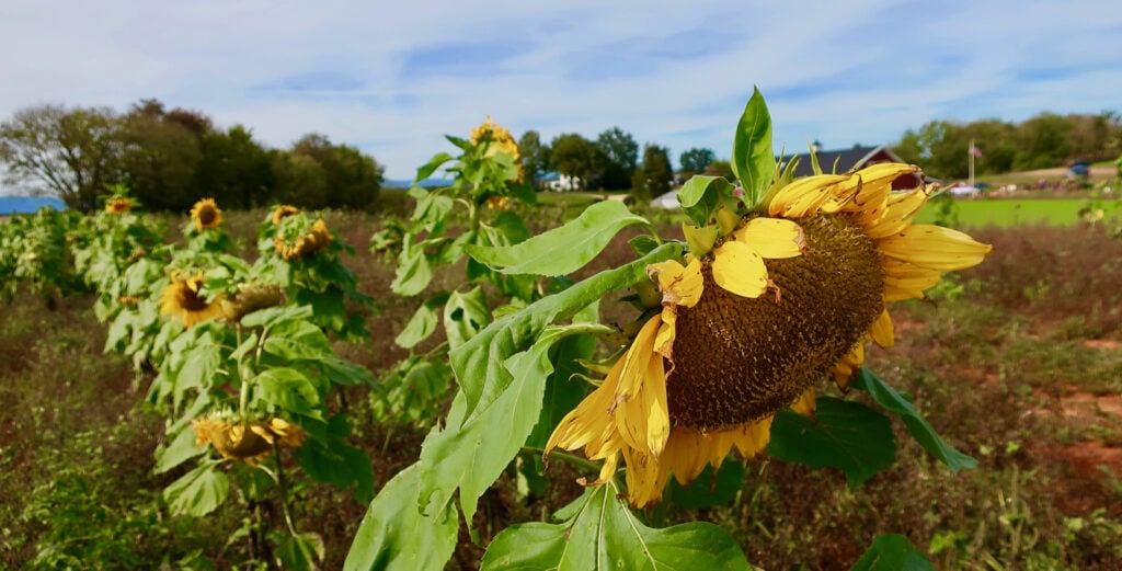 Sunflowers-Liberty-Mills-Farm-VA