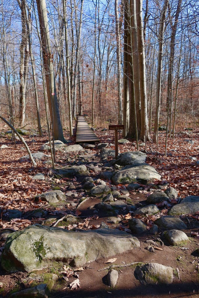 Roots-Rocks-Bartlett-Arboretum-Trails-Stamford-CT