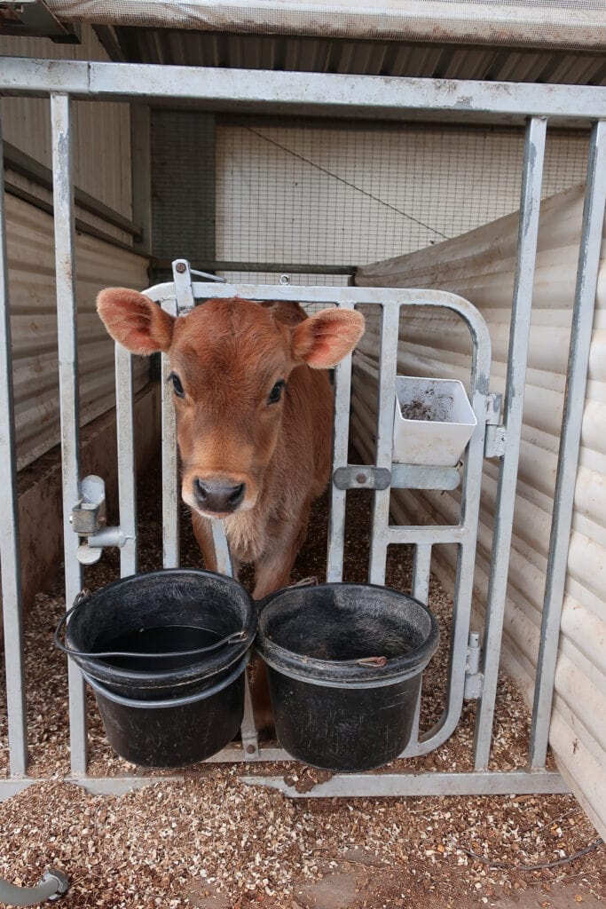 Baby-Calf-Lapp-Valley-Farm-New-Holland-PA
