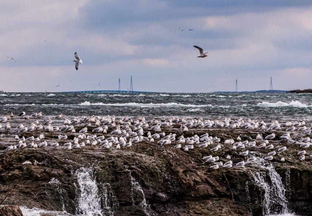 Gulls nesting on upper rapids around Three Sisters Islands in Niagara Falls State Park.