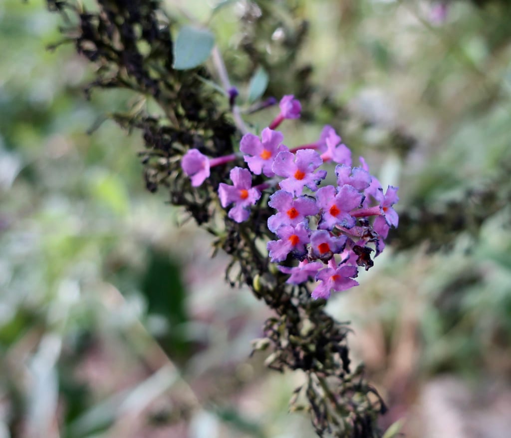 Flowers in Northeast US