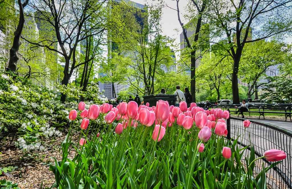 Central Park tulips