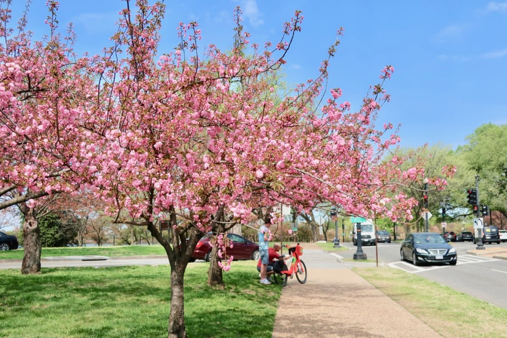 Romantic Cherry Blossom Time DC