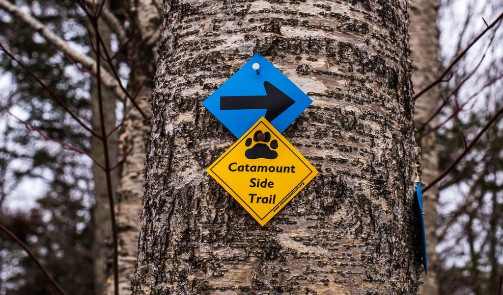 Catamount Side Trail marker on birch tree at Jay Peak Ski Resort in Vermont.