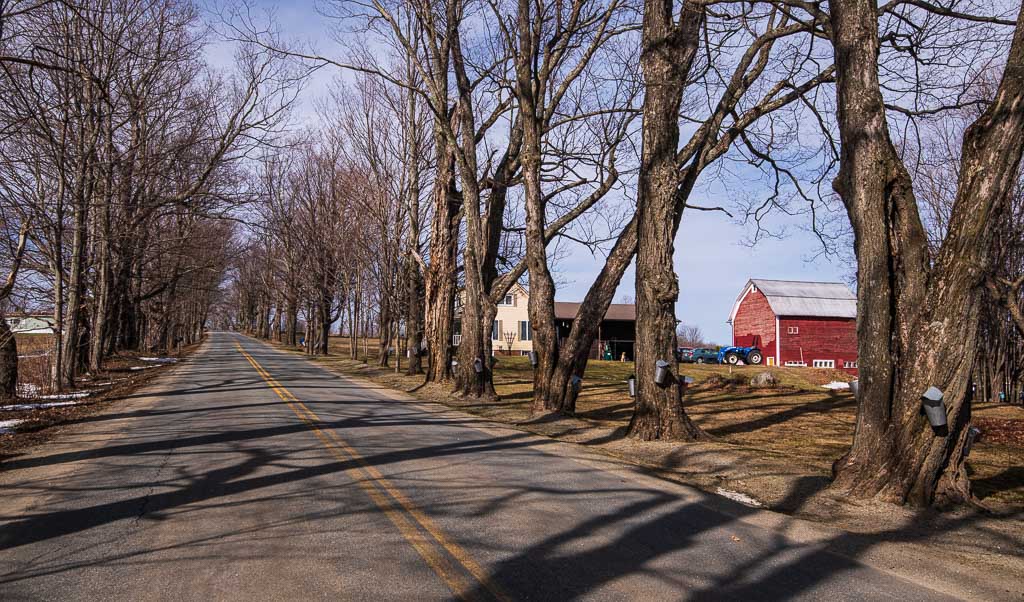 Row of Maple Trees with metal sap collecting buckets tapping the trees.