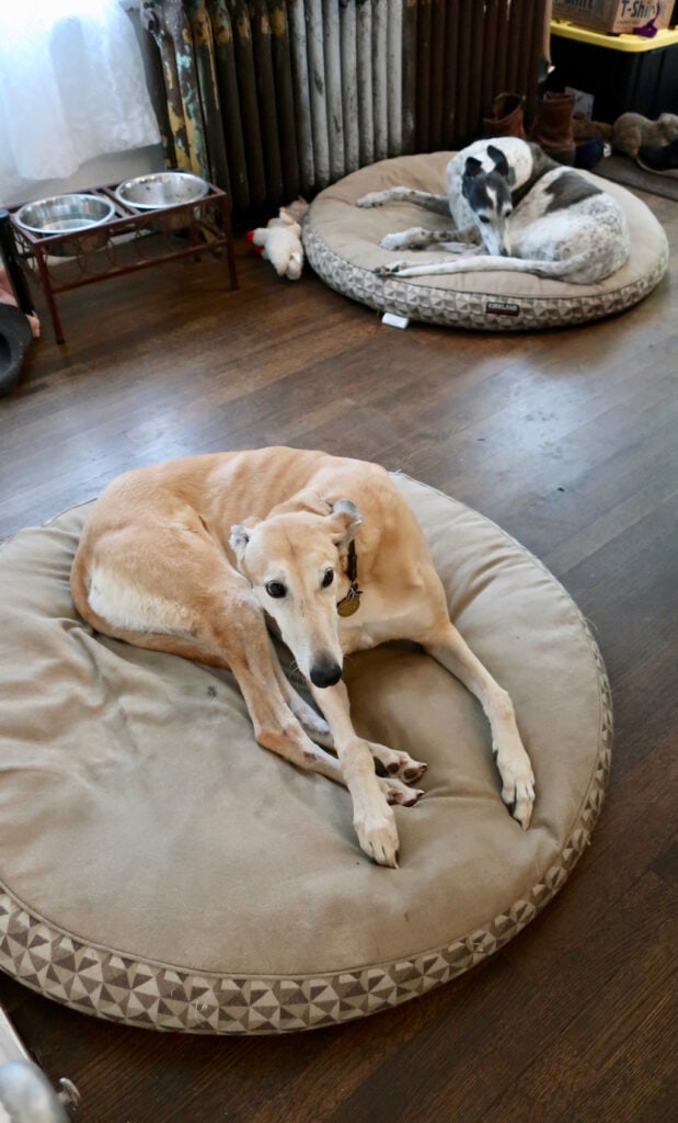 Rescued Greyhounds Margaret and Nigel 