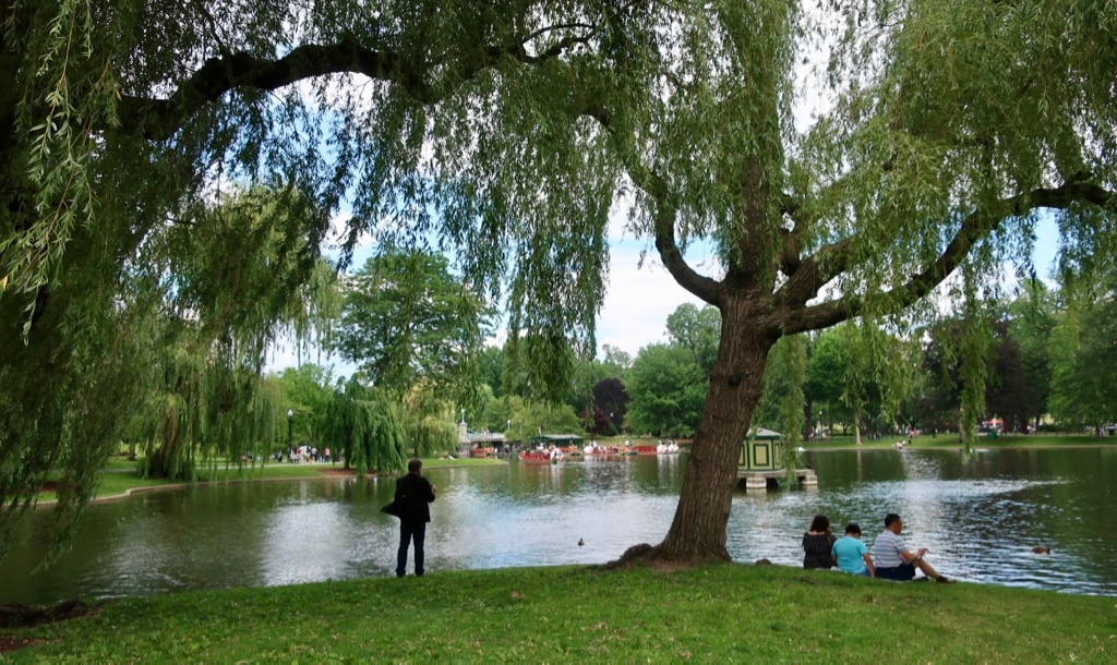 Boston Common Swan Boat Pond