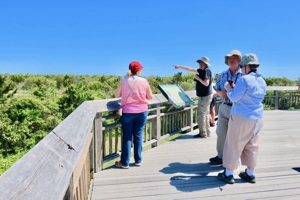 Birding in Cape May NJ