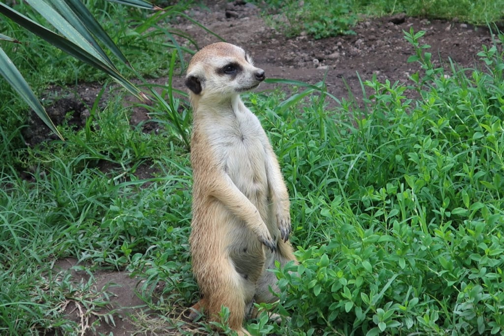 Alert Meerkat Virginia Zoo Norfolk