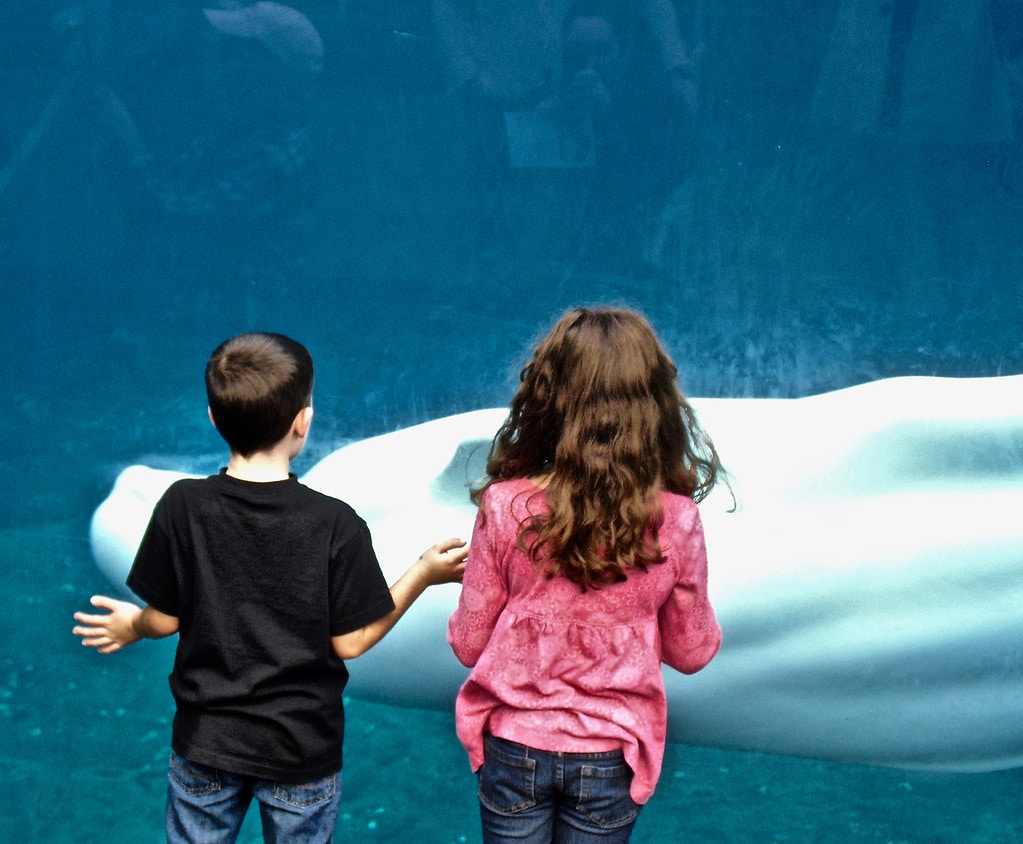 Kids looking at white Beluga Whale at Mystic Aquarium CT