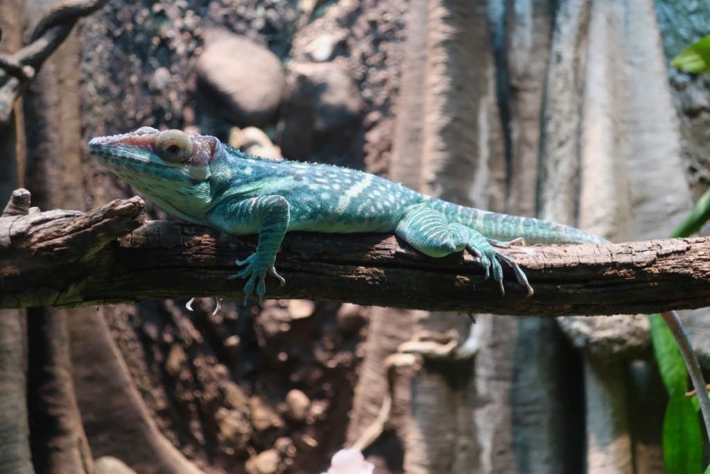 Colorful lizard at Clyde Peeling Reptiland PA