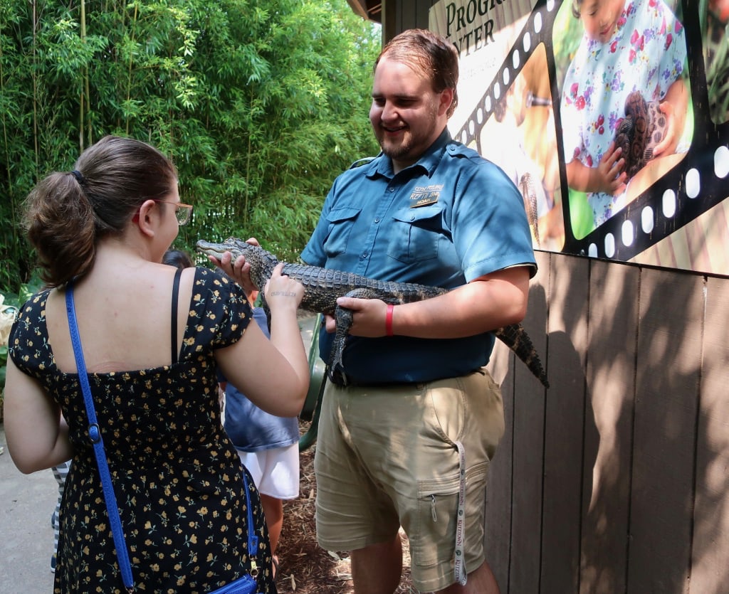 Petting a young alligator at Clyde Peelings Reptiland Central PA