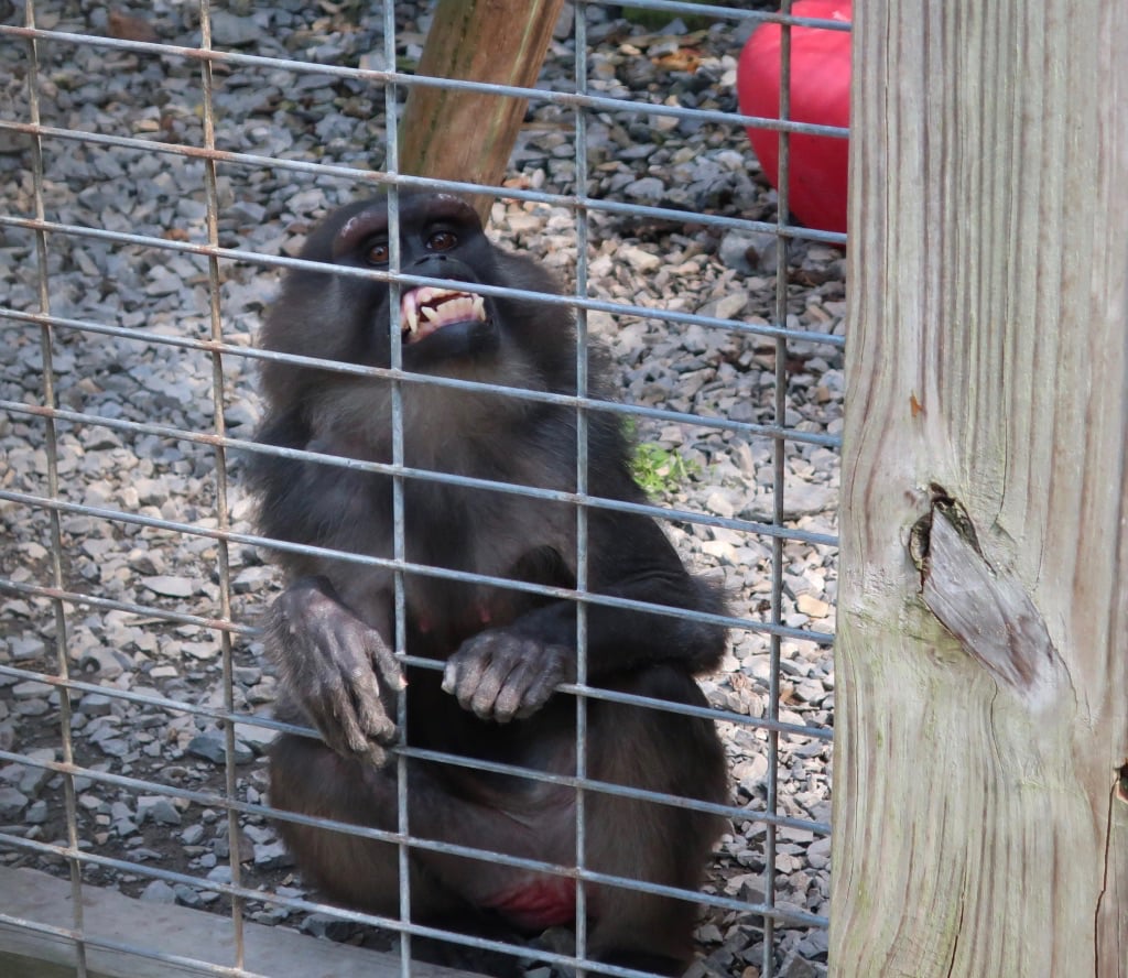 Smiling monkey at TD's Cats of the World Penns Creek PA