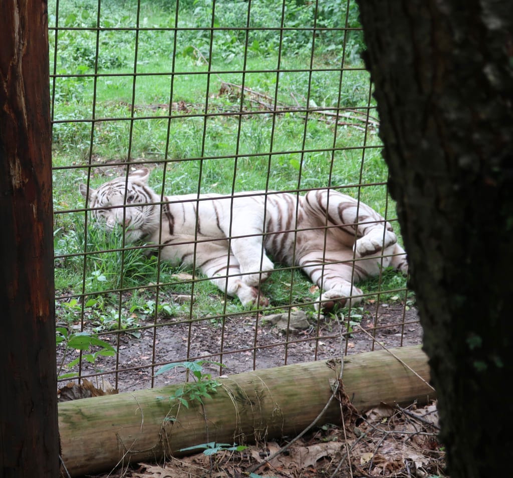 Rescued White Tiger T&D's Cats of the World