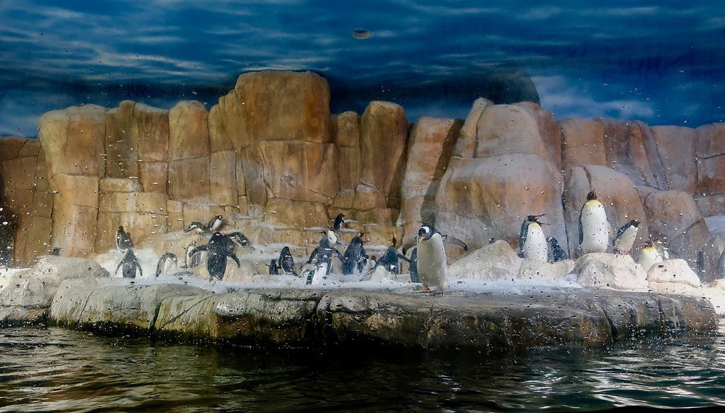 Penguins at Henry Doorly Zoo and Aquarium Omaha