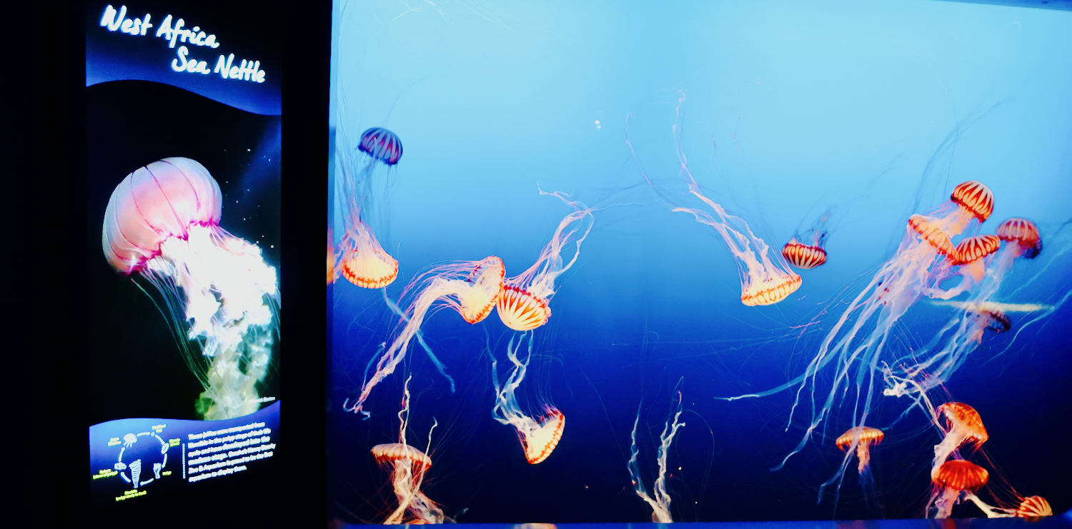 Sea Nettles at Henry Doorly Zoo Omaha