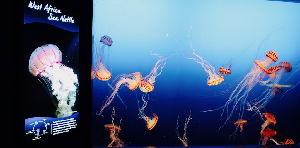 Sea Nettle at Henry Doorly Zoo Aquarium Omaha