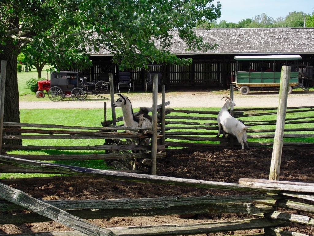 Animals greet visitors to the Barns of Napponee home of Amish Acres Indiana Route 6