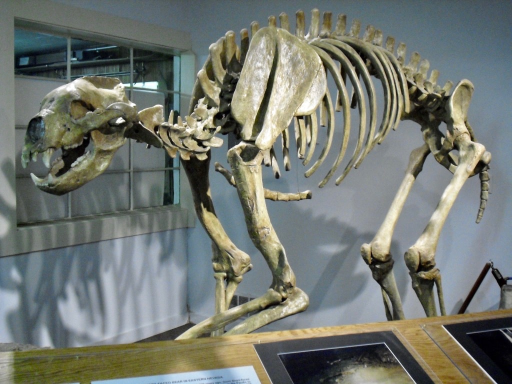 12,000 year old Cave Bear model at White Pine Museum Ely NV