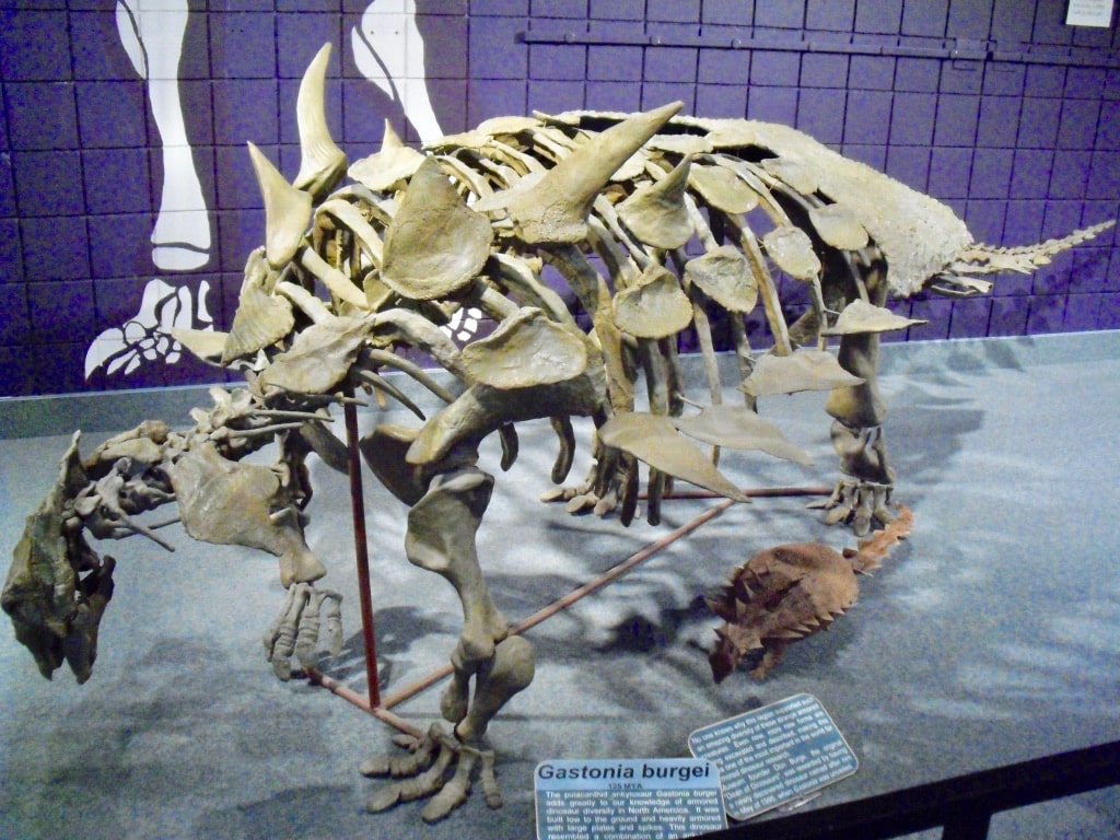 Dinosaur bones from nearby Quarry at Prehistoric Museum Price UT