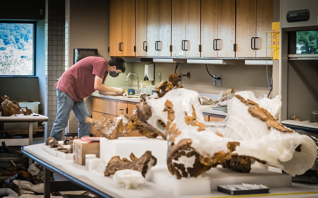 Paleontologist works at Gray Fossil Site laboratoray.