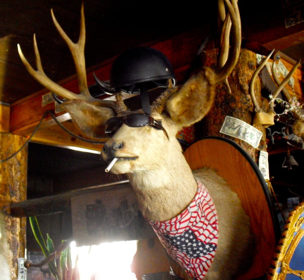 Mounted deer head with cigarette in mouth at Majors Place NV