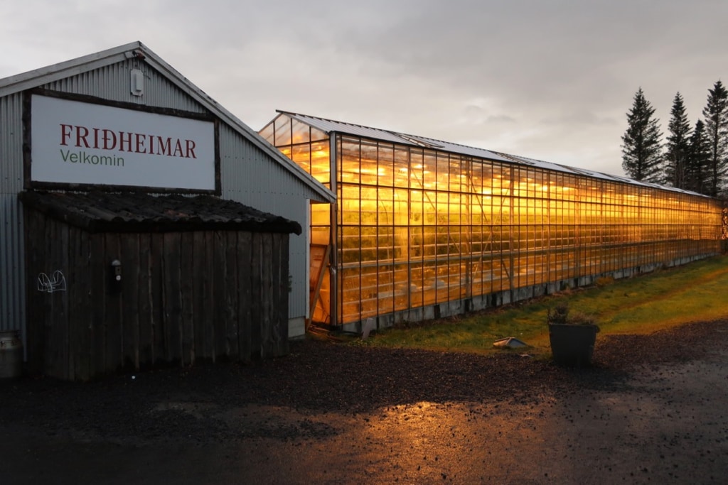 Fridheimar Farm Tomato Greenhouse