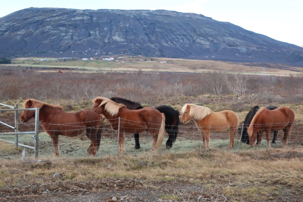 Icelandic Horses aplenty by the sides of roads in Iceland