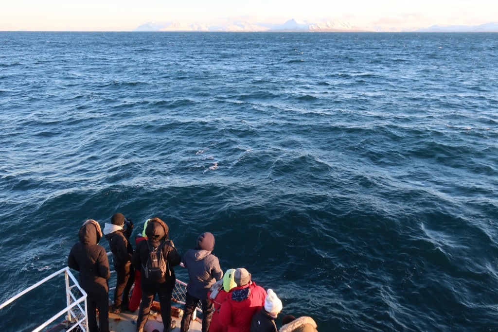 Elding Whale Watching Cruise Reykjavik 