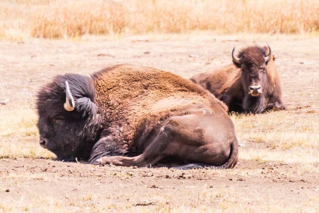 Two bison