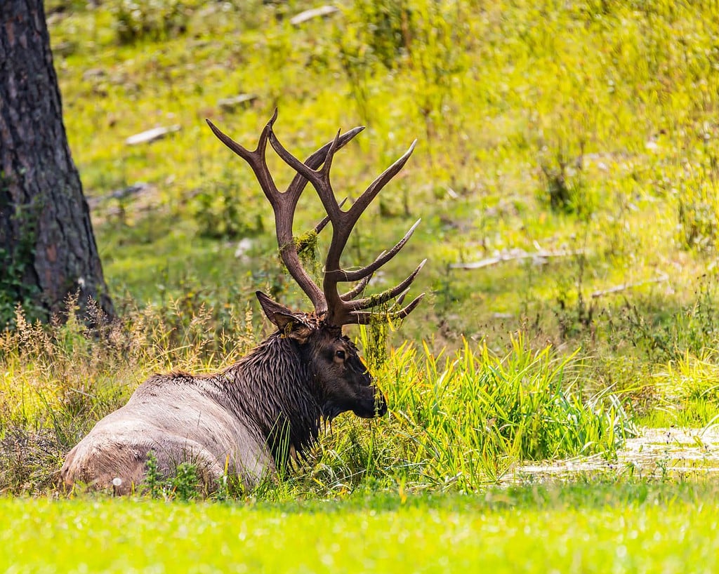 Rocky Mountain Elk