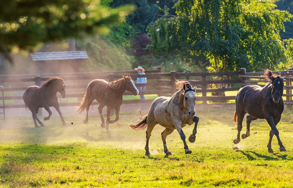 Running of horses at Flathead Lake Ranch