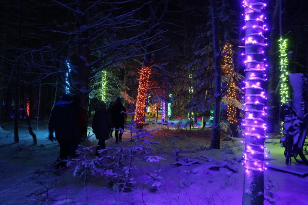 Forest Music for WILD Lights in Winter at the WILD Center Adirondacks NY