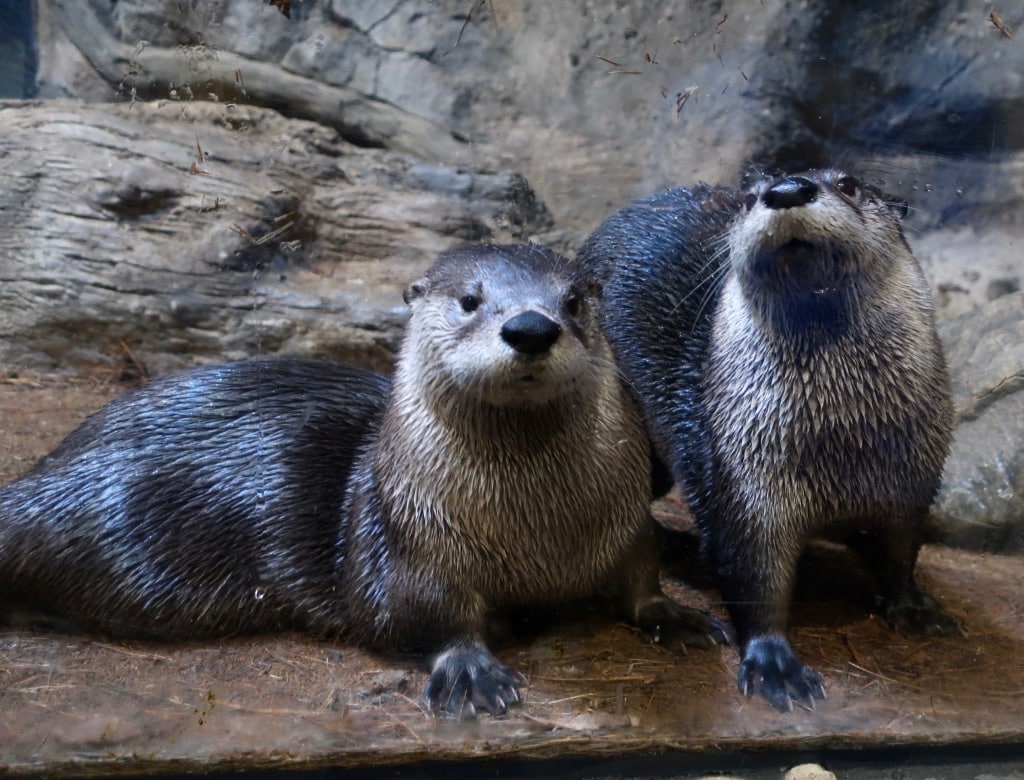 Pair of lovable Otters at The Wild Center Tupper Lake NY